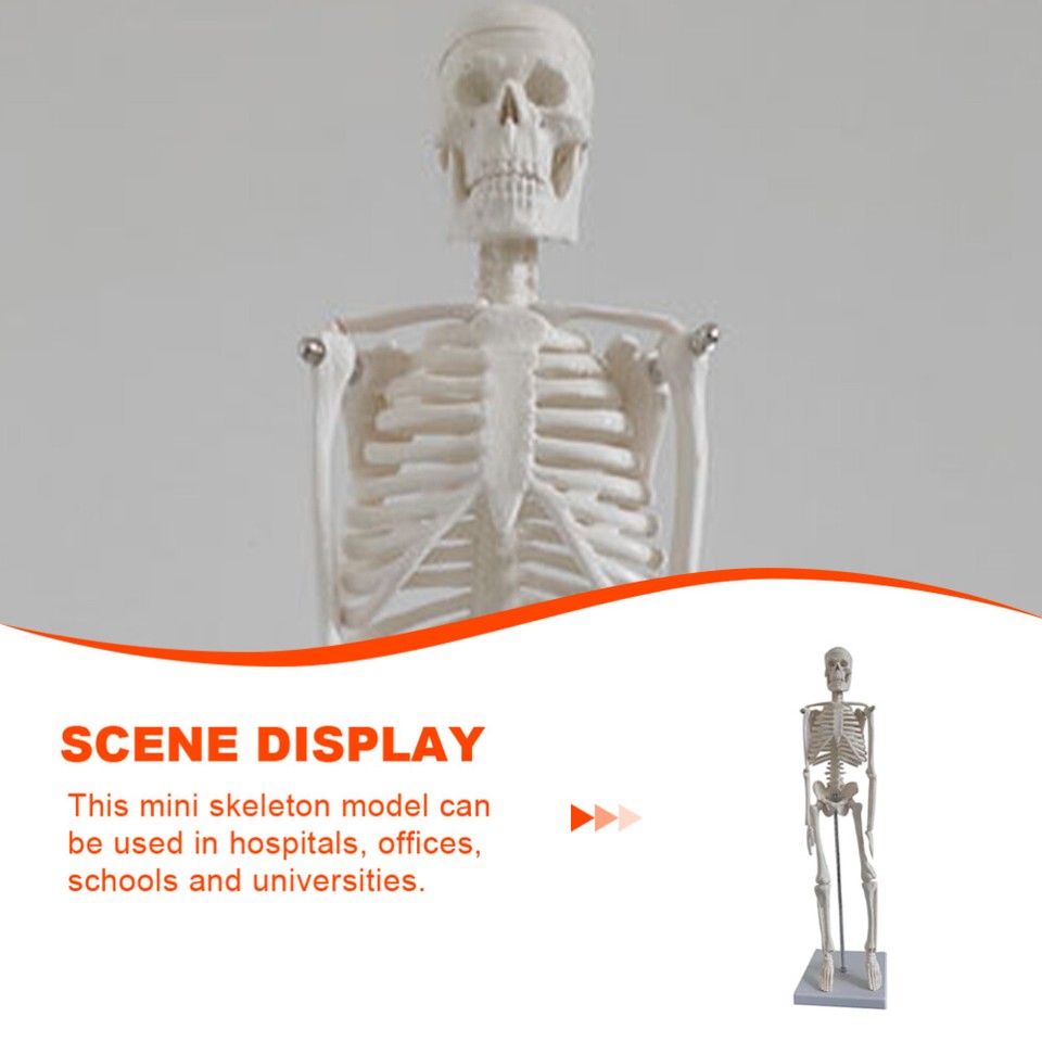 Human Skeleton Model Study Science Education Supplies Anatomical