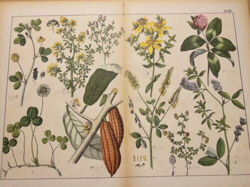 ANTIQUE ILLUSTRATION 1869 PLANT BOOK HAND COLORED FLORA BOTANY FLOWER... - Picture 1 of 19