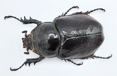Dynastinae, Augosoma centaurus, female, A1, 54 mm, XL, Rwanda, #DS126