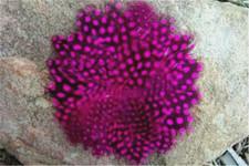 Pink Round Guinea Pheasant Feather Pad Hat Headband Purse Sew or Glue on