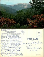 Great Smoky Mountain Ntl Park Flame Azalea in Bloom Postcard Used (43997)