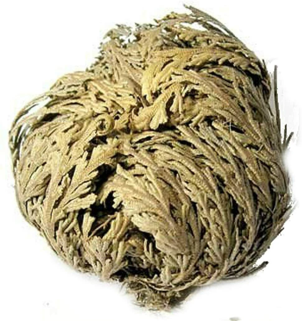 🌹 Unlock Mystical Powers with AzureGreen's Rose of Jericho Flower 🌹6 pc. !
