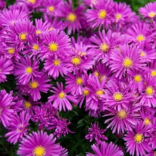 Aster Dumosus Tonga - Deluxe 1Lt Pot Flowering Perennial Hardy