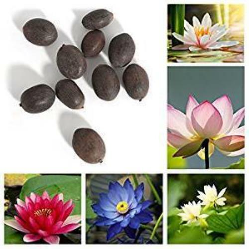 gardening plants seeds bulbs 25 dwarf lotus seeds mixed colors aquatic water garden indoor outdoor uni tankers dk