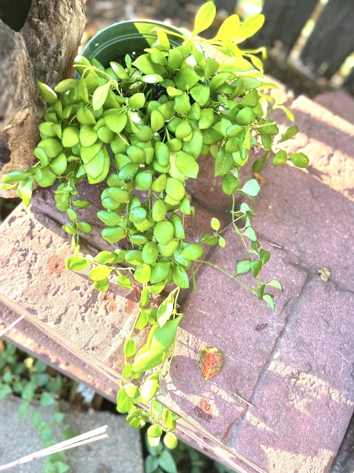 Hoya heuschkeliana Yellow – Exact Plant - Large Full 6” US Seller - Image 2 of 4