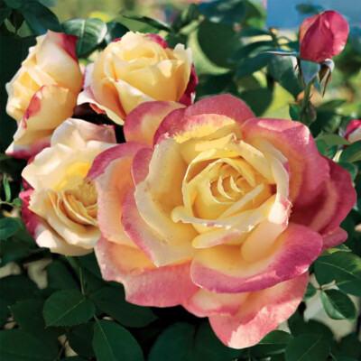 1 Packung mehrfarbig seltene Rosensamen im Topf Garten Blumensamen wählbar