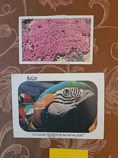 APC 2177 Post cards from Belize and South Africa Birds and flower themes