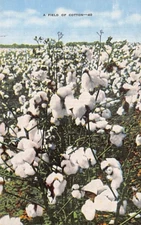 Postcard US: A Field of Cotton, Vintage Linen, Unposted