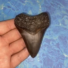 MEGALODON SHARK TOOTH 3.06” HUGE TEETH MEG SCUBA DIVER DIRECT FOSSIL NC 9905