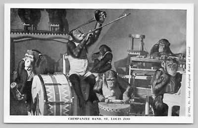 St. Louis Zoo Chimpanzee Monkey Jungle Band Missouri MO Postcard Chimp 1942