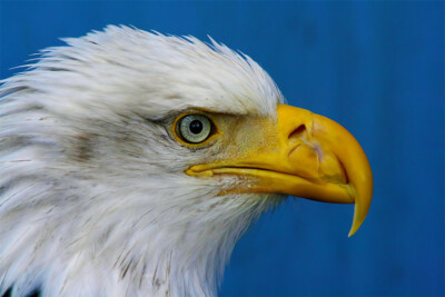 American Bald Eagle by Susan Rachlin Animals Wildlife Bird Raptor Print 16x24  