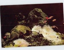 Postcard Clown Fish & Sea Anemones