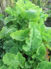 ASTURIAN TREE CABBAGE - HARDY PERENNIAL - 50 SEEDS BUY ONE GET ONE FREE
