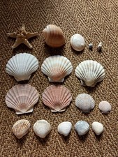 Sea shells of various sizes and types
