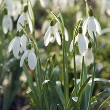 Galanthus Gardens® 100 Single Snowdrops Quality Bulbs (Nivalis)