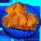 Corals of Eden ~ WYSIWYG Live Coral Frag ~ Golden Tiger Leptoseris Coral SPS — photo 5