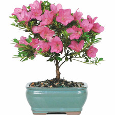 Brussel'S Satsuki Azalea Azalea Bonsai Live Tree