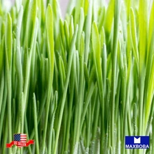 300 Whole (Organic) Grass Barley Seeds Non-GMO BTGO 75% OFF