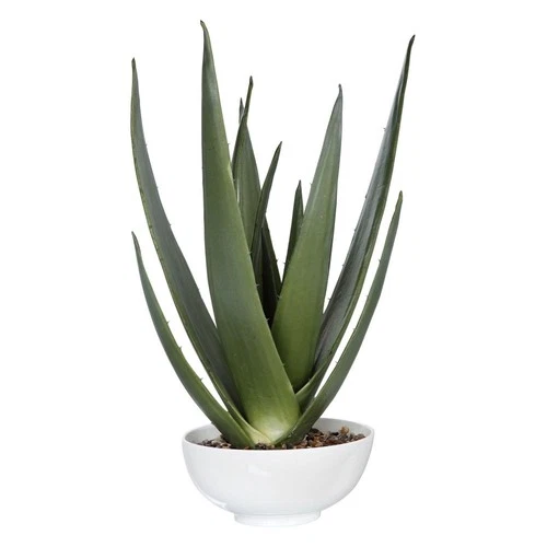 Evarado - 30 inch Aloe Planter Accessories Uttermost 60177 - Picture 5 of 5