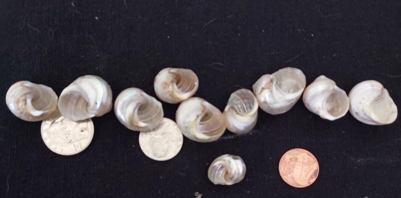 10 Iridescent Turbo Sea Shells Beach Craft/Jewelry/Decor Hermit Crab approx. 1"