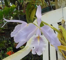 C. maxima v. coerulea 'Gigi' X 'Angelo' Bloom size Bare root IMPORTED SPECIES