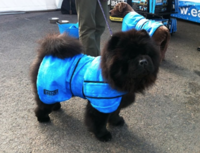 Easidri Cooling Coat for Dogs, super absorbent, stop dogs over