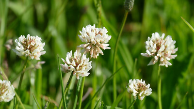 sommerhafer saatgut kaufen BIO Saatgut Getreide Sommerhafer – Biogartenladen main image 0