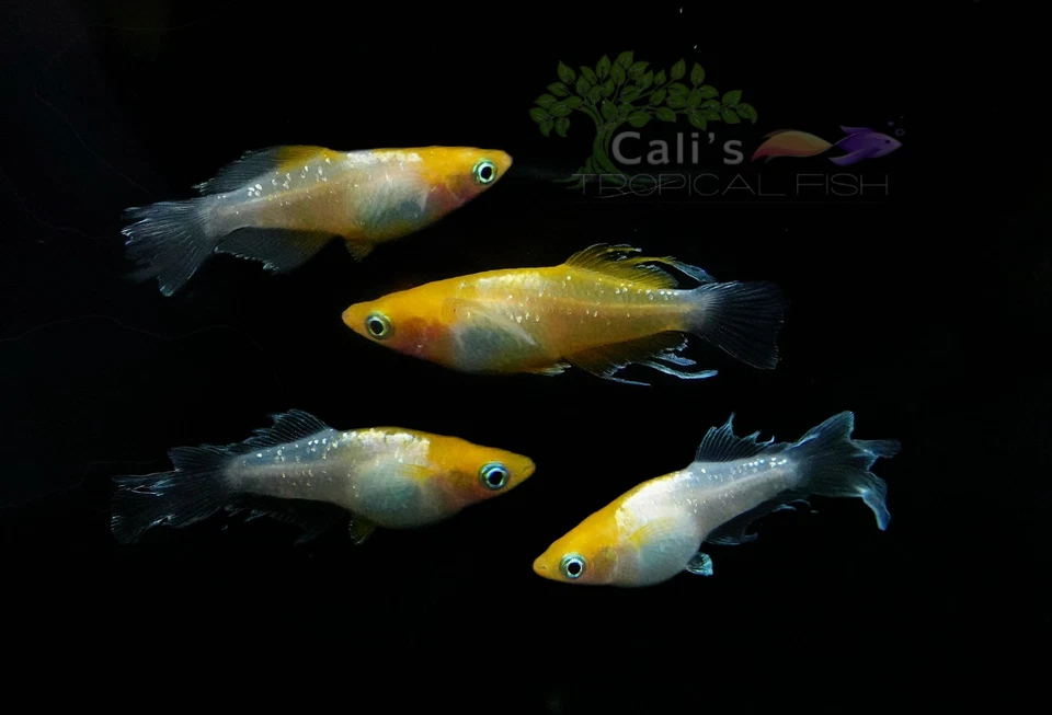 Hibiscus Long Fin 3+1 (FREE) - live medaka japanese rice fish - Image 2 of 4