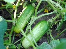 25 Cucumber Seeds- Boston Pickling Heirloom seeds Garden
