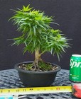 Gorgeous Mikawa Yatsubusa Japanese Maple Bonsai- SWEET Shohin Tree ! — photo 8
