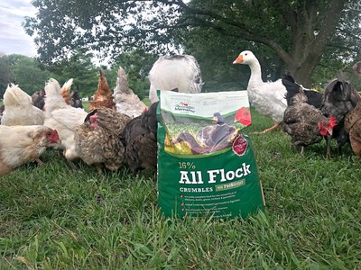 All Flock Crumbles with Probiotic for Chickens - 1 Bag - 8 lbs.Free Shipping