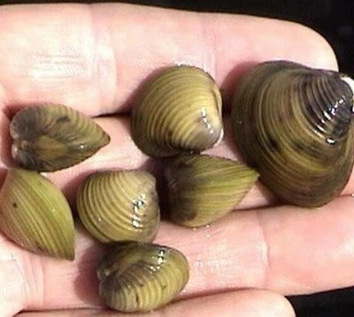 20 Live Asian Golden Clams Natural Algae Control Filter Feeders