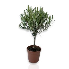 Pianta Di olivo CERTIFICATA ulivo olea europea vaso 17 alberello
