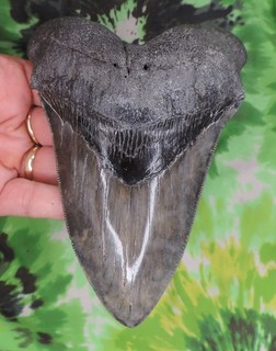 Megalodon Sharks Tooth 5 3/4" inch NICE fossil sharks teeth tooth