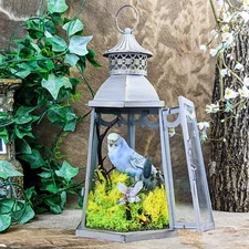 Z2b Parakeet Metal Lantern Taxidermy Oddities Curiosities Decor Cottagecore