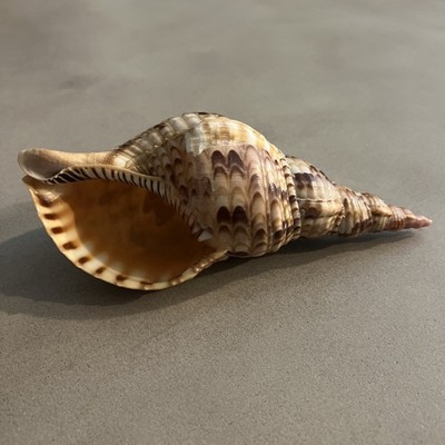 Tritons Trumpet Horn Seashell Charonia Tritonis Sea Shell   7 