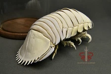 Museum-Quality real Bathynomus giganteus specimen ,rare taxidermy, 24cm/9.4"