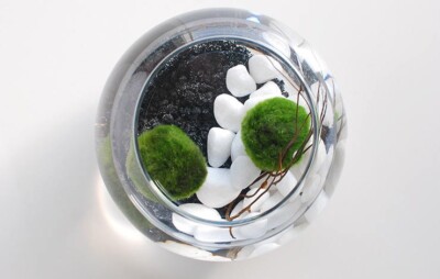 New Marimo Moss 3 Balls 0.5 inch (1.3cm) (Cladophora) Live Plant Aquarium
