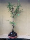 Dawn Redwood (Meta Sequoia) Deciduous Pre-Bonsai Tree,  Root Over Possibility  — photo 5