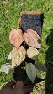 soil for pothos plant Pothos Growing Soil Mix  Custom Soil Blend  Potting Mix for Pothos Plants  Specially Developed by and for Professional Nursery Growers