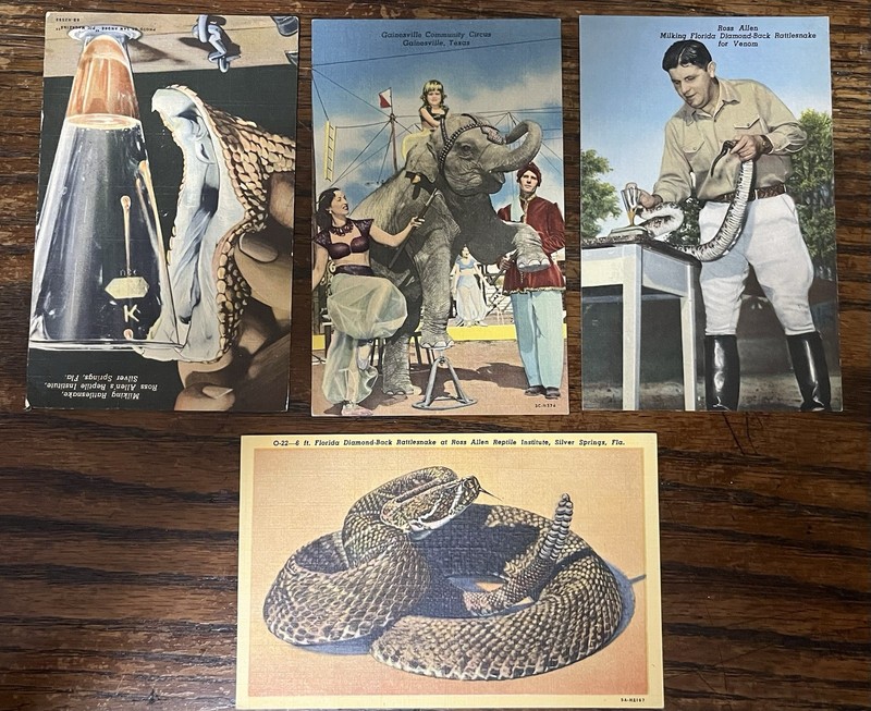 4 Lithograph Circus Show Postcards FLORIDA SNAKE HANDLER & TEXAS ELEPHANT SHOW