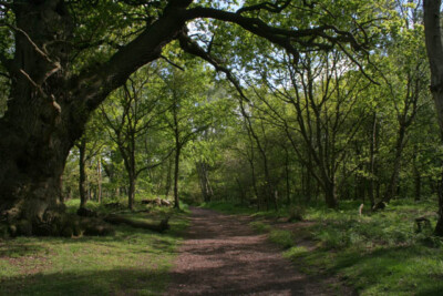 Photo 6x4 Deep in the forest Edwinstowe Ancient oak woodland gives way to c2009