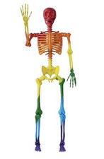 JOYIN 5.6 FT Halloween Posable Life Size Skeleton, Full Body Ft, Rainbow