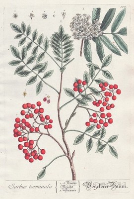 Rowan Sorbus Bird Cherry Service Tree Herb Book Blackwell Engraving