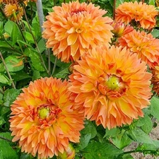 2 - Fimbriata Dahlia ORANGE IMPACT Bulb Tuber Clumps  * NEW UNIQUE FRIZZLED LOOK