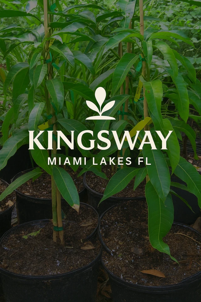 Raro Delicious Zill Phoenix 3 galones árbol de mango injertado ¡2 - 4 pies de alto! Foto 4 de 4