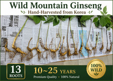 Wild Mountain Ginseng Hand-Harvested from Kor...
