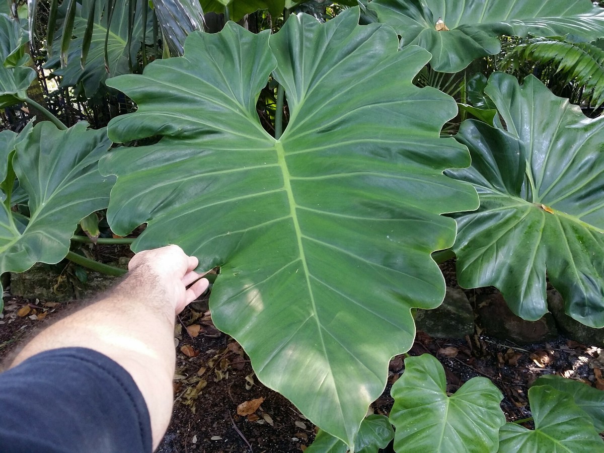 PHILODENDRON SUBINCISUM XL CUTTING aka Wilson Wilsonii EE not giganteum  +HEAT | eBay