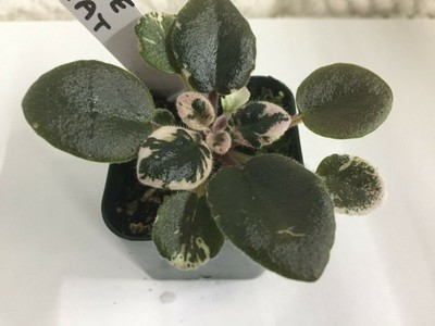 Grape Treat African Violet Starter Plant | eBay