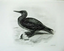Original Old Antique Print 1906 The Gannet Sula Bassana Immature Bird Plate
